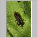 Ectemnius continuus - Grabwespe m02 8mm.jpg